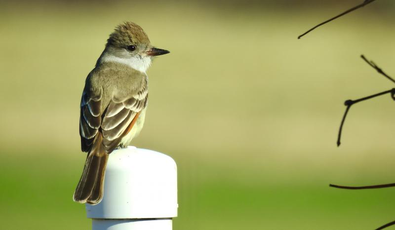 #bird-column, #boothbay-register, #Jeff-and-Allison-Wells, #birds, #maine, #ash-throated-flycatchers